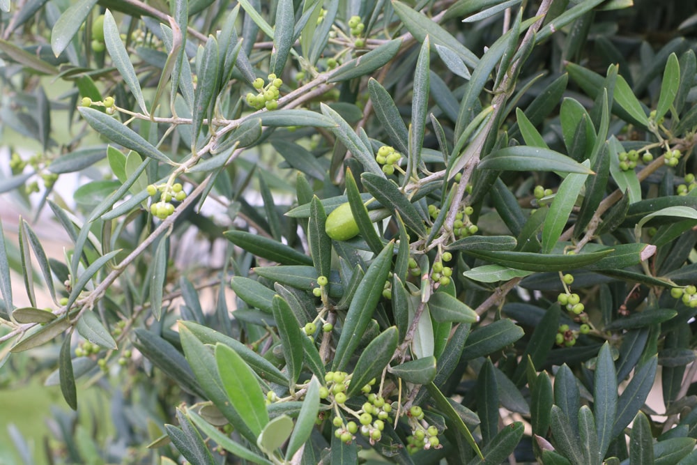 Olivenbaum  - Olea europaea