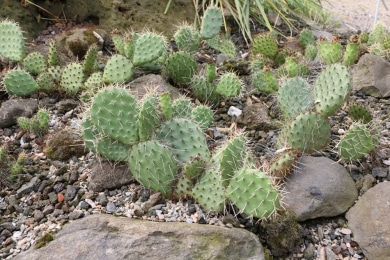 Opuntien - Opuntia