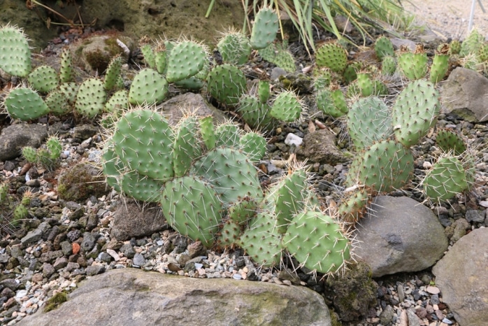 Opuntien - Opuntia