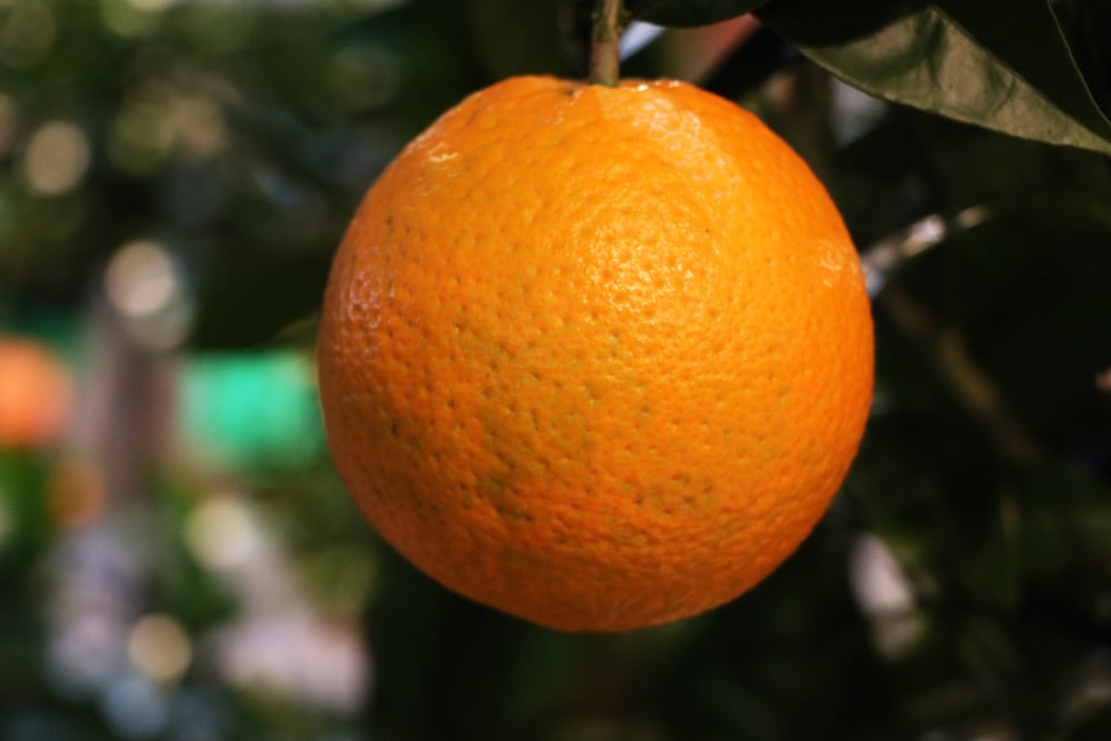 Orangenbaum - Citrus sinensis