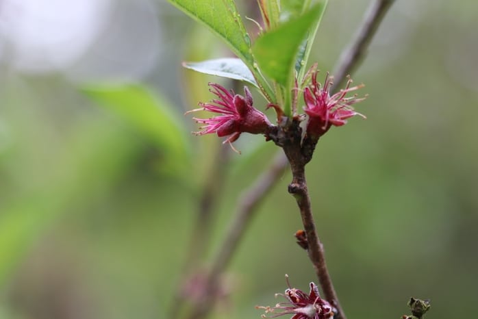 Pfirsichbaum züchten Pflanzen aus Kern ziehen in 7 Schritten