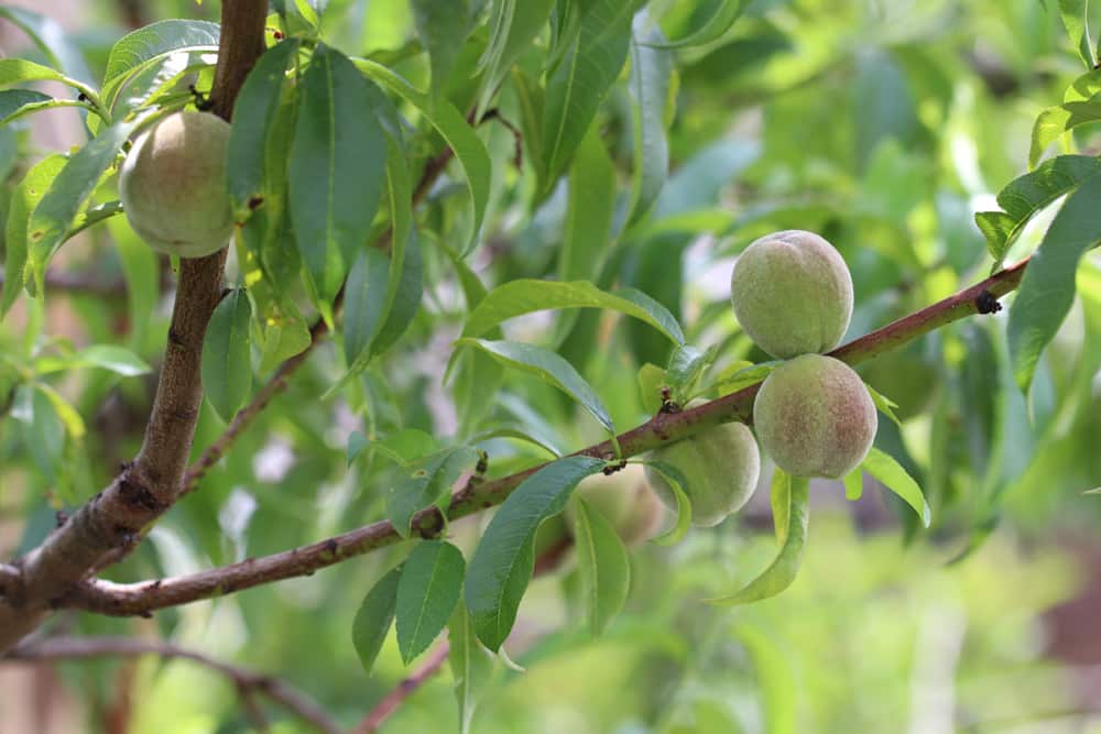 Pfirsichbaum - Blühte - Prunus persica