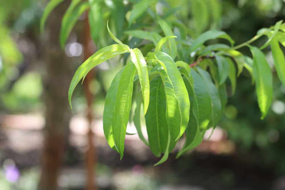Pfirsichbaum - Blühte - Prunus persica