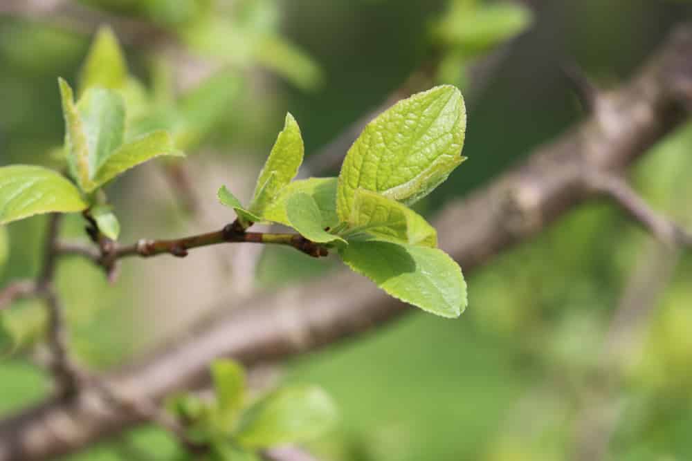 Pflaumenbaum - Blätter - Prunus domestica