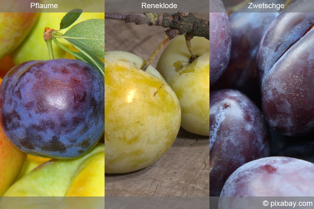 Pflaume - Prunus domestica - Collage