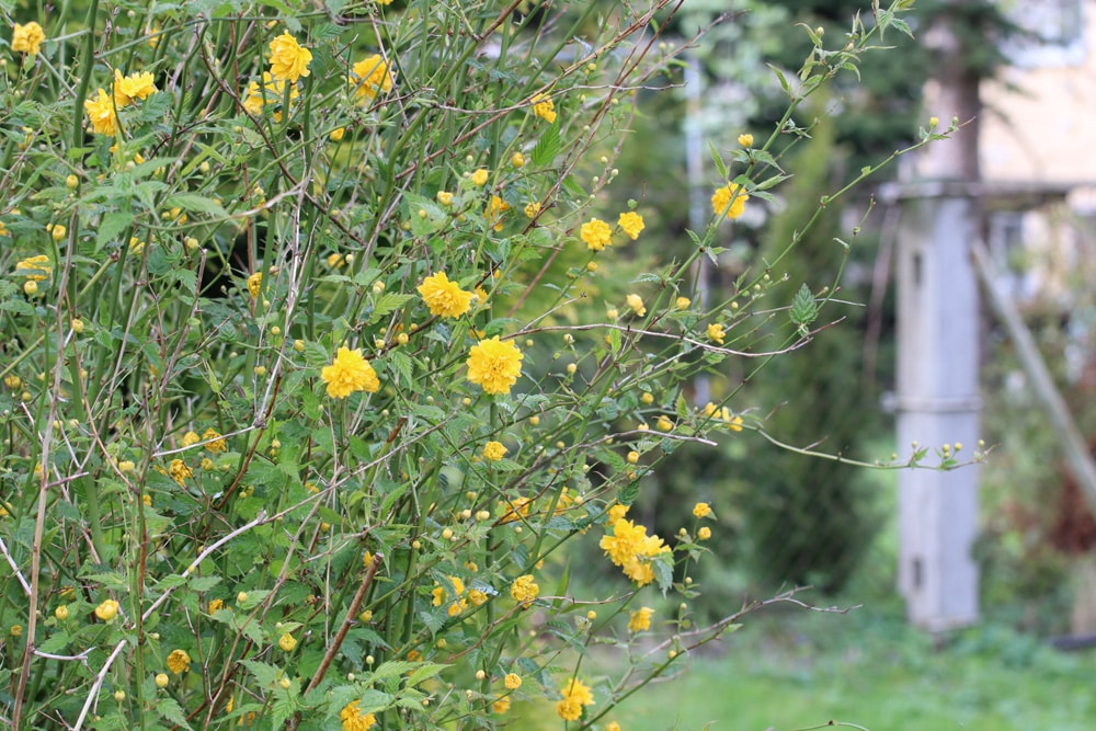 Ranunkelstrauch - Kerria japonica