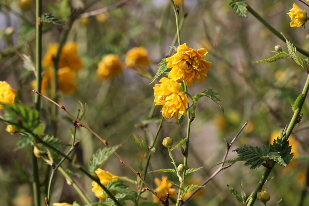 Ranunkelstrauch - Kerria japonica