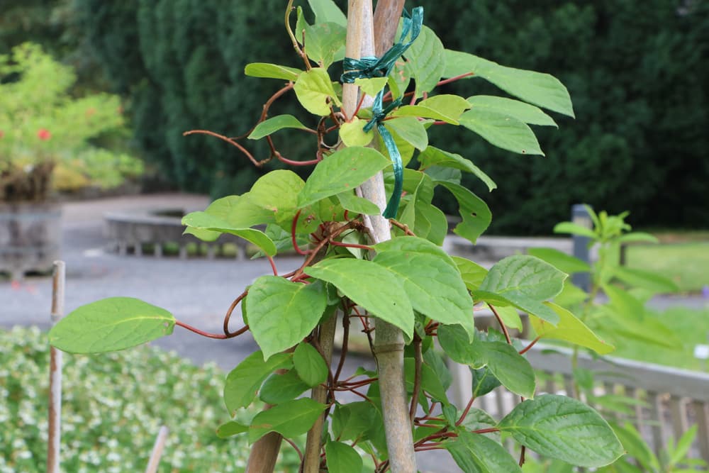 Schisandra chinensis - Wu Wei Zi - Beere