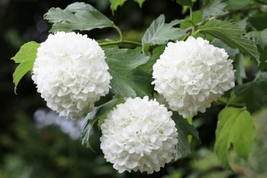 Schneeball - Viburnum opulus