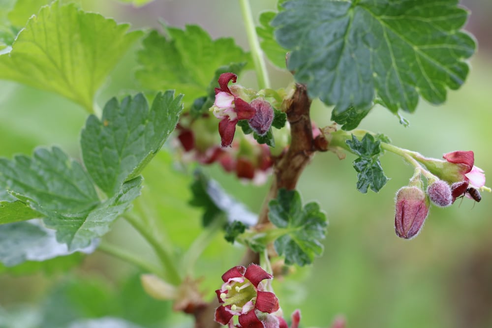 Schwarze Johannisbeeren - Ribes nigrum