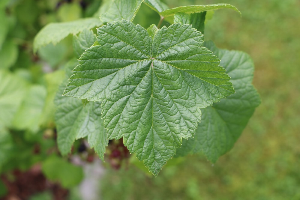 Schwarze Johannisbeeren - Ribes nigrum