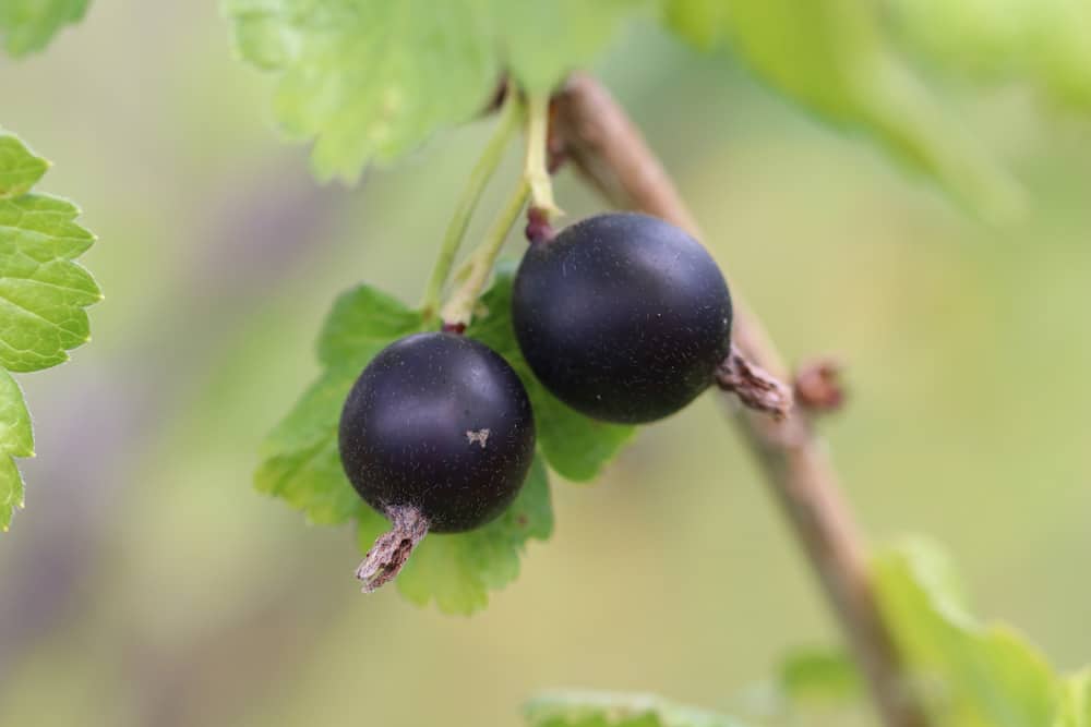 Schwarze Johannisbeeren - Ribes nigrum