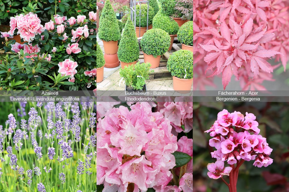 Azaleen Buxbaum Fächerahorn Lavendel Rhododendron Bergenien