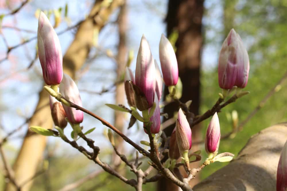 Tulpenmagnolie - Magnolia soulangiana