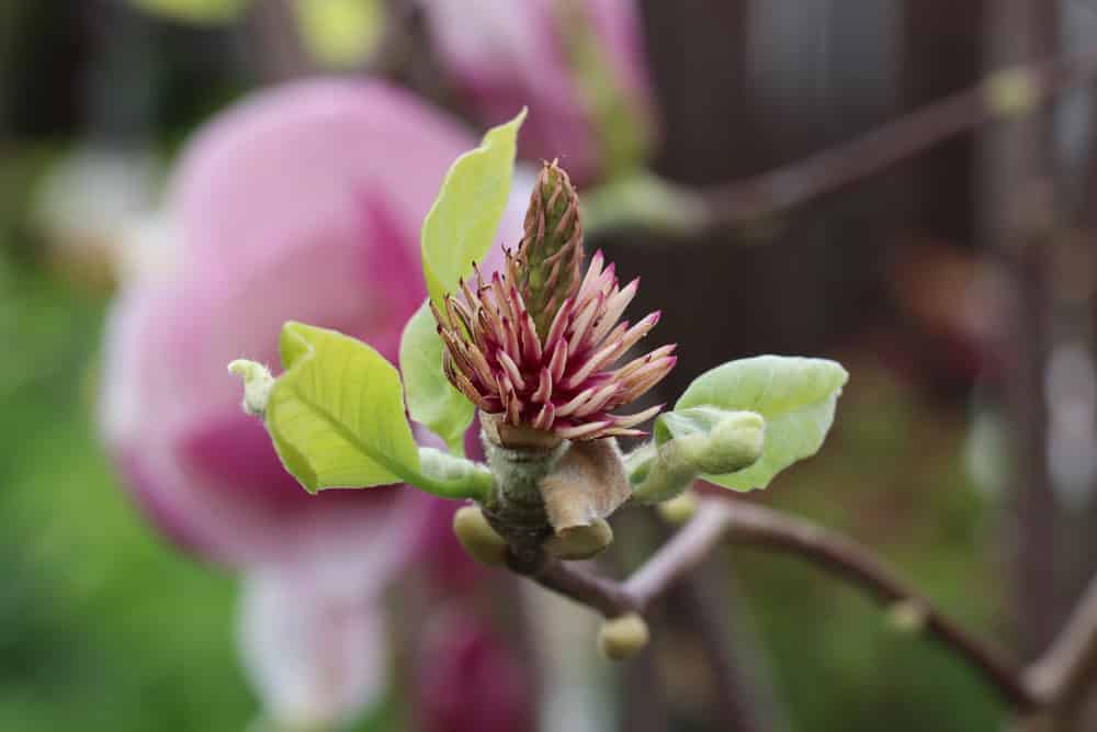 Tulpenmagnolie - Magnolia soulangiana