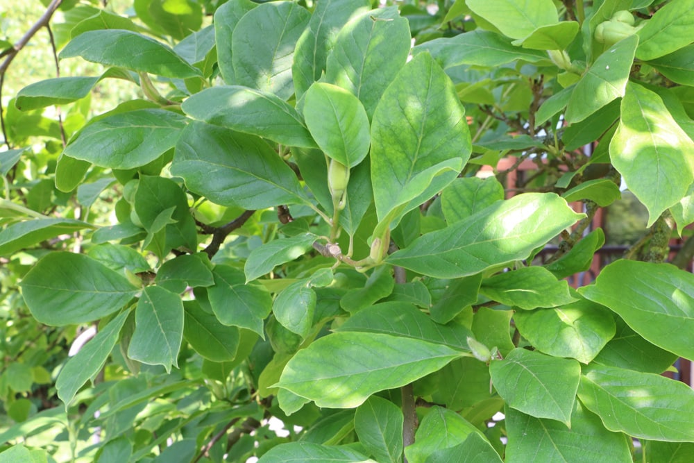 Tulpenmagnolie - Magnolia soulangiana