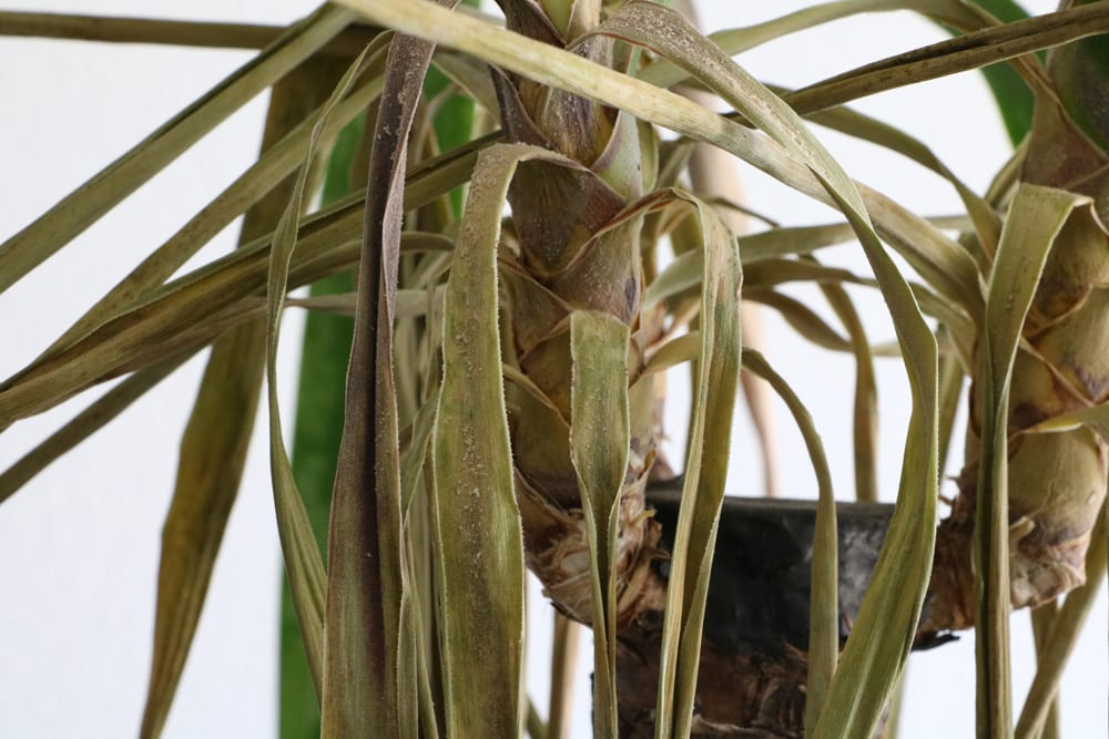 Lsung: Yucca-Palme, Palmlilie mit gelben Blttern/braunen Spitzen -  Hausgarten.net
