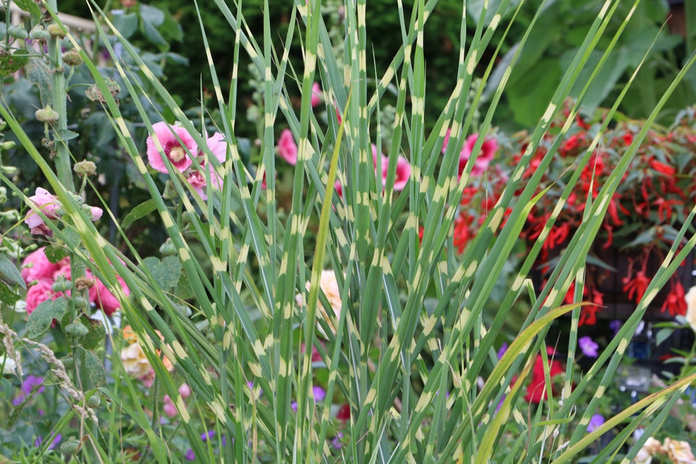 Zebragras - Miscanthus sinensis