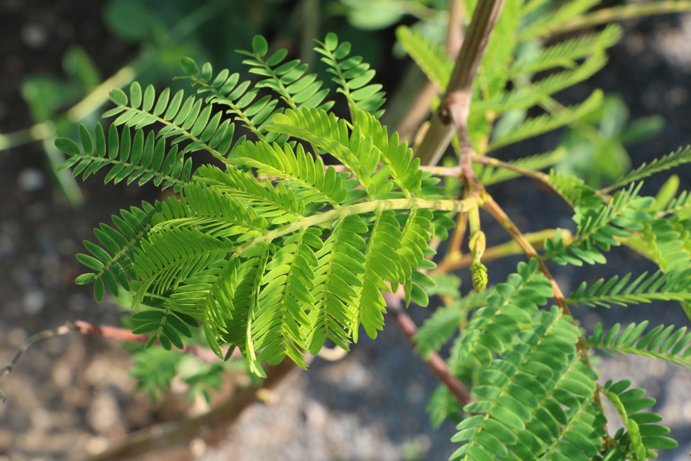 Akazie - Paraserianthes lophantha