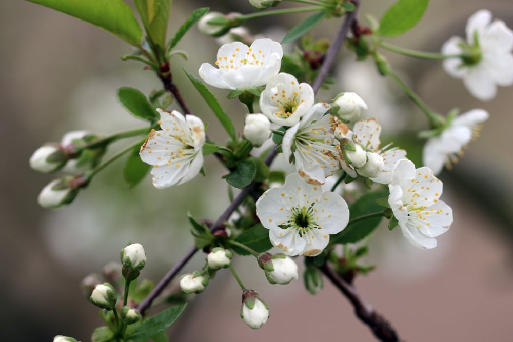 Apfelblüte Malus