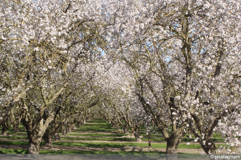 Marille - Aprikose - Prunus armeniaca