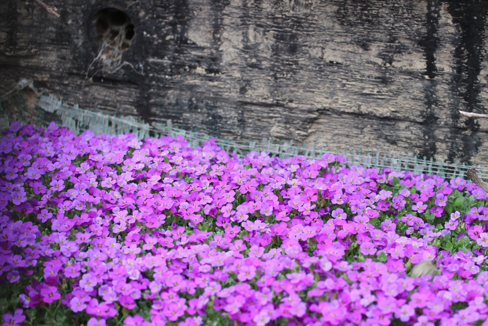 Bodendecker: Blaukissen - Aubrieta