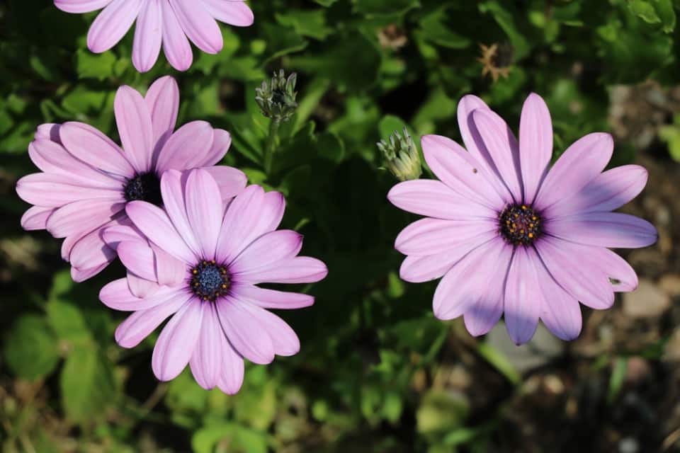 BornholmMargerite Pflege und Überwintern