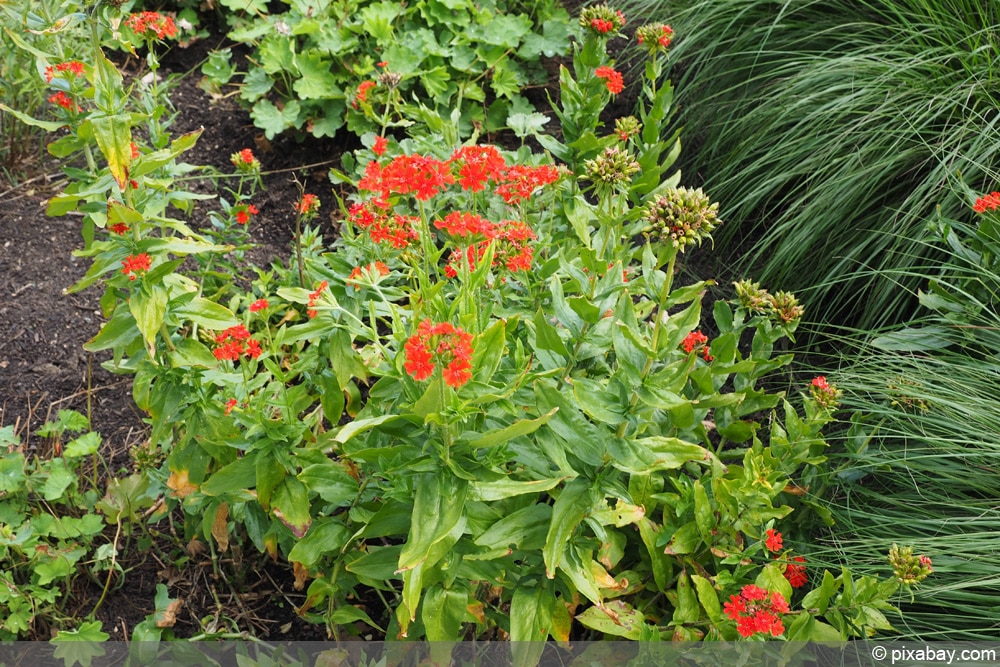 brennende Liebe - Lychnis chalcedonica