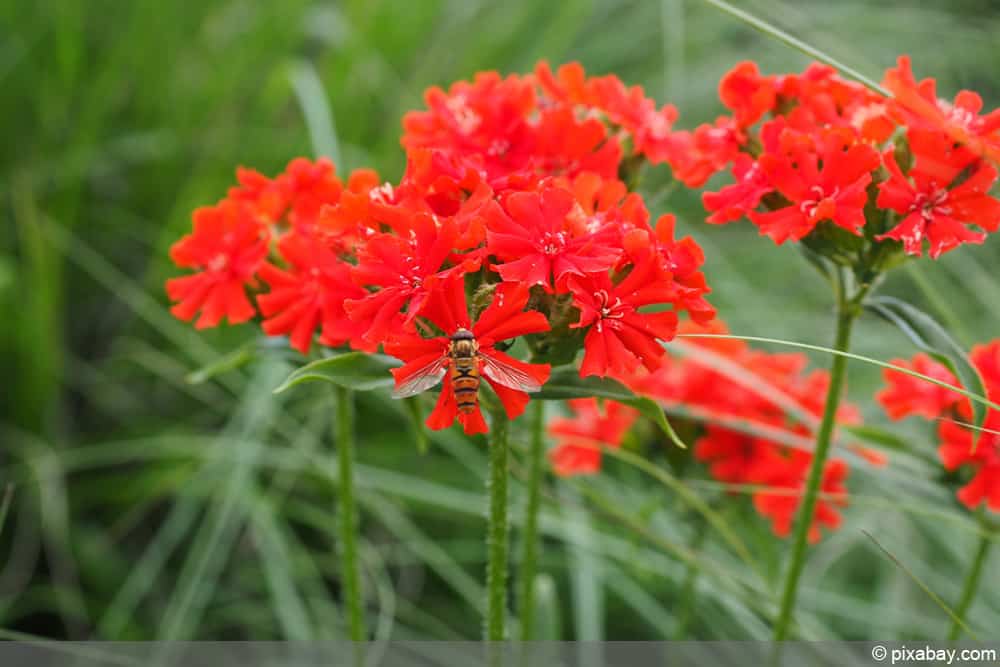 brennende Liebe - Lychnis chalcedonica