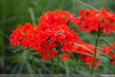 brennende Liebe - Lychnis chalcedonica