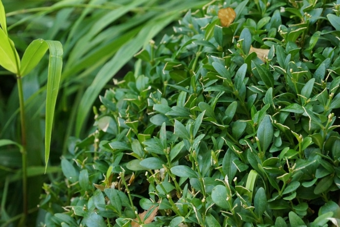 Buchsbaum - Buxus