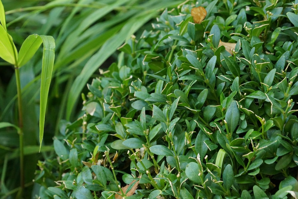 Buchsbaum Buxus