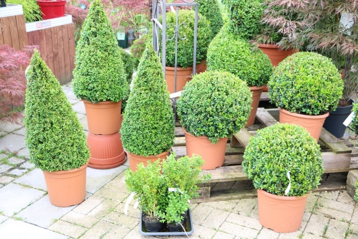 Buchsbaum in Form - Buxus