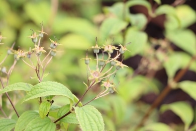 Deutzie Deutzia