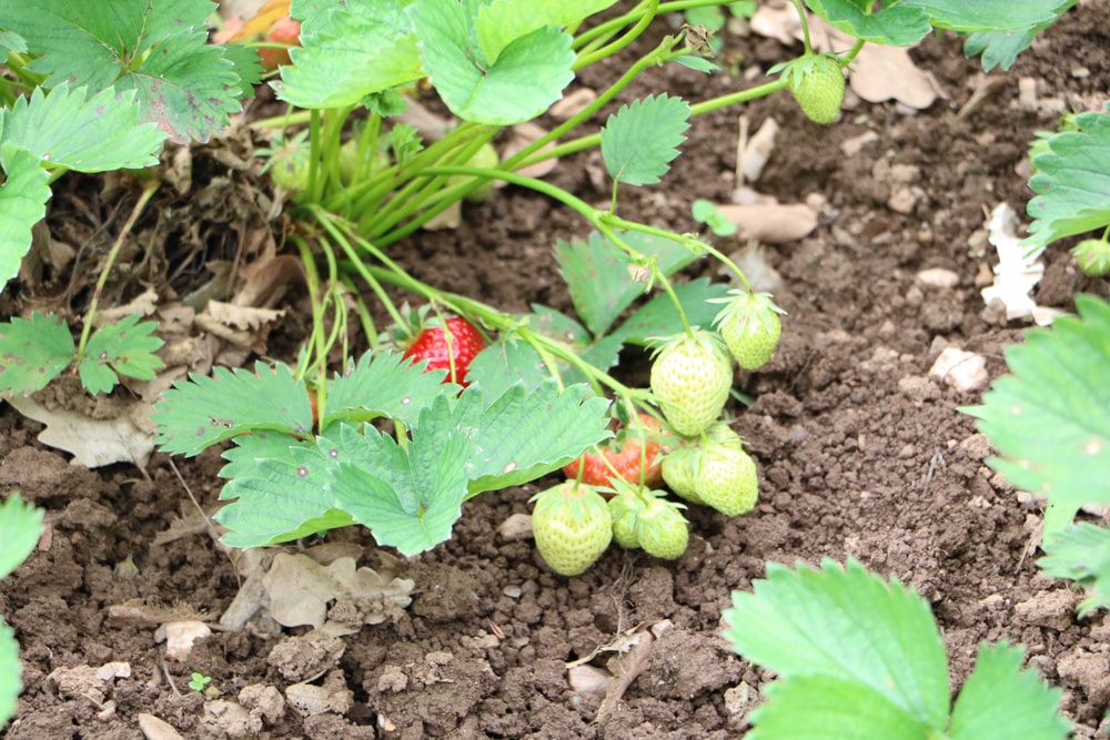 Erdbeeren - Rotfleckenkrankheit