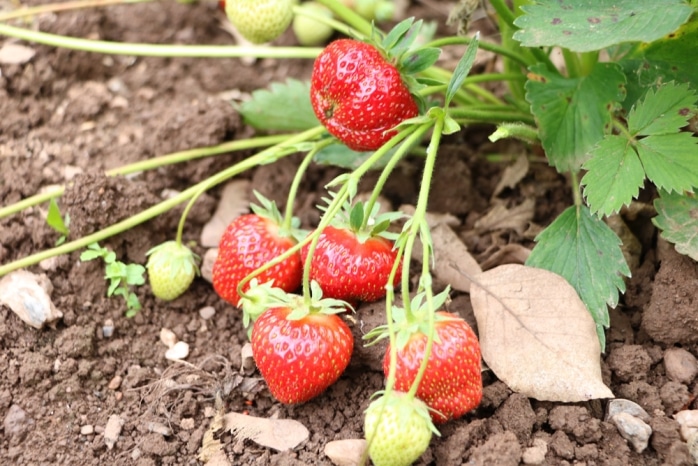 Erdbeeren - Rotfleckenkrankheit