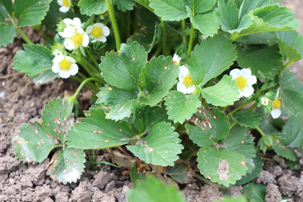 Erdbeeren - Rotfleckenkrankheit