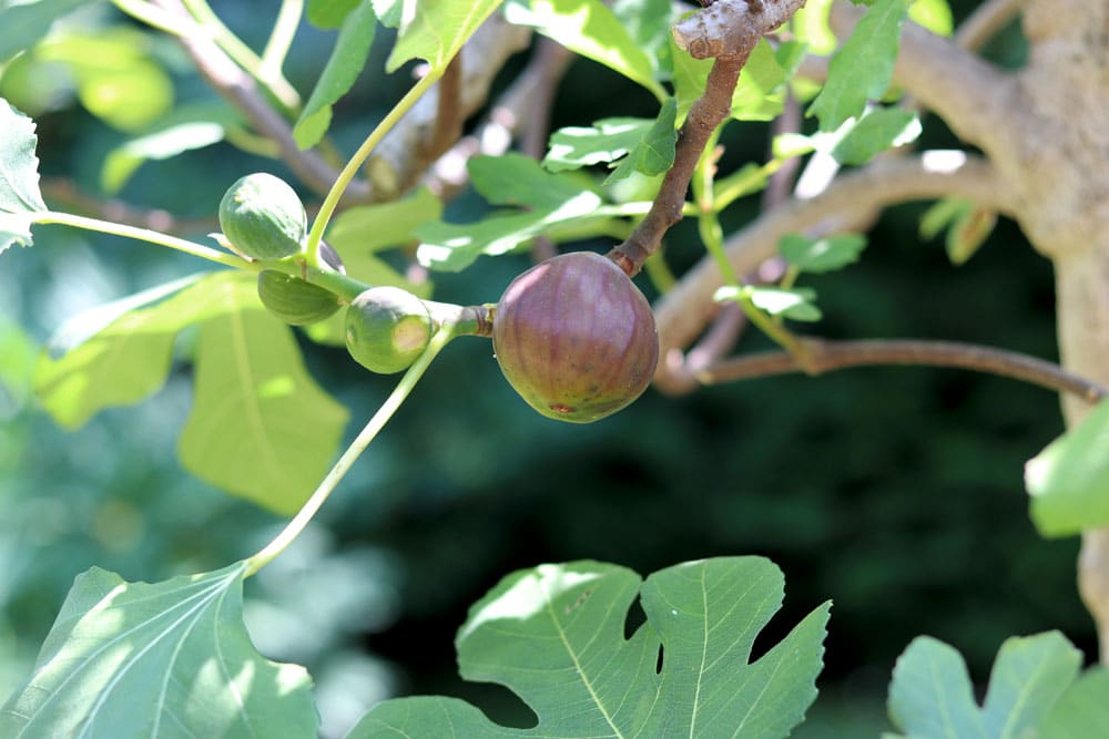 Feigenbaum - Ficus carica