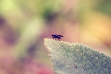 Fliege auf dem Dachboden