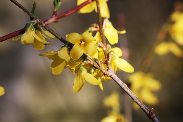 Forsythie - Forsythia