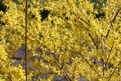 Forsythie - Forsythia