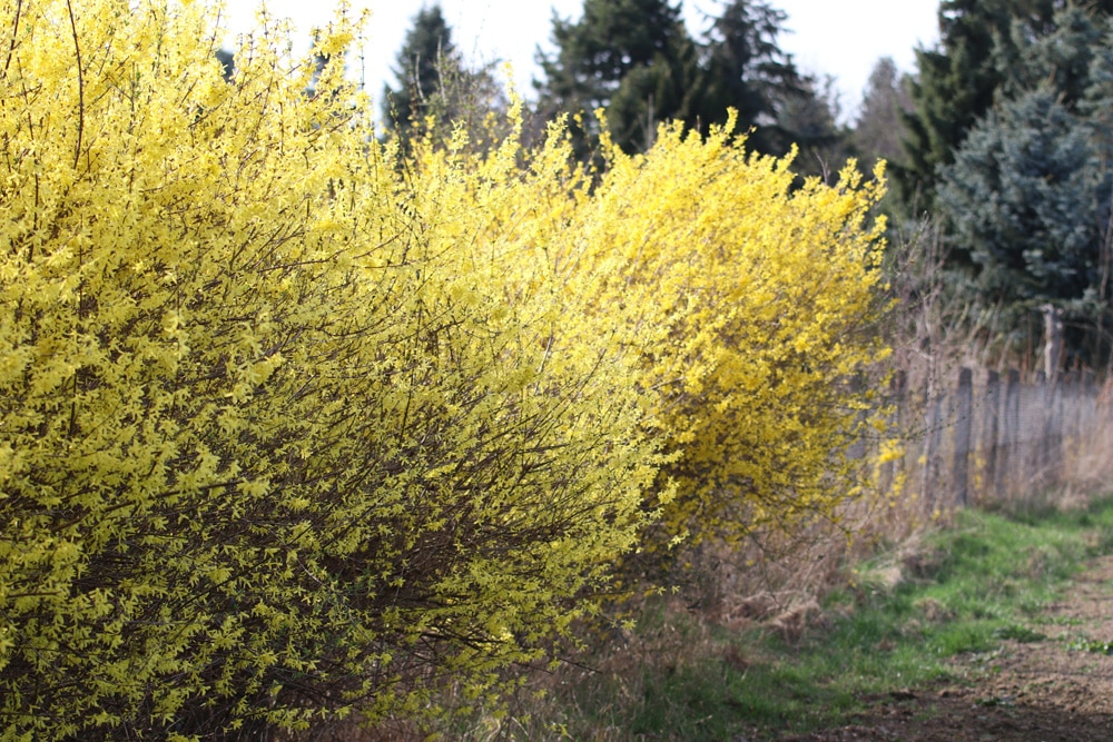 Forsythie - Forsythia