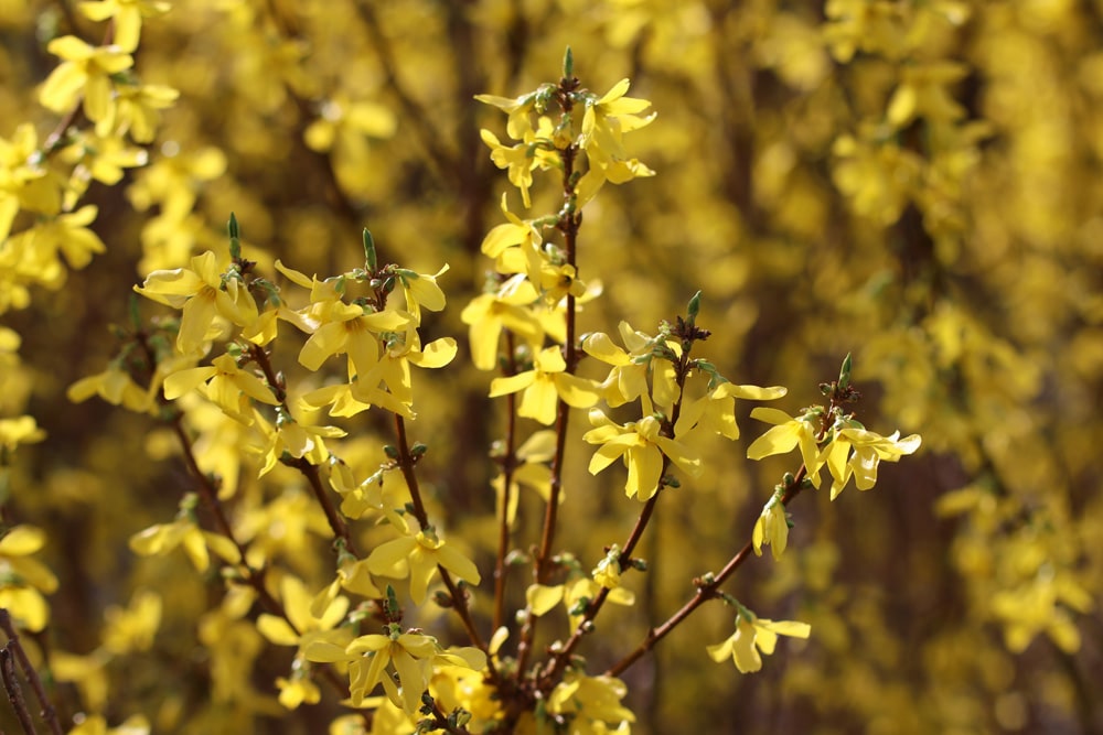 Forsythie - Forsythia