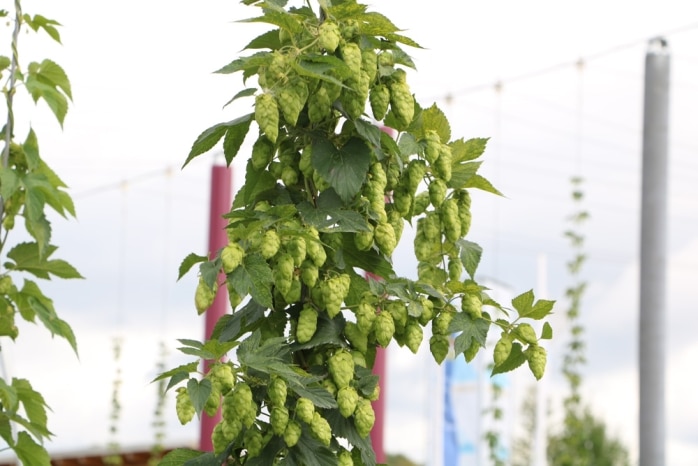 33+ Hopfen Garten, Doch der echte hopfen, eine einheimische.