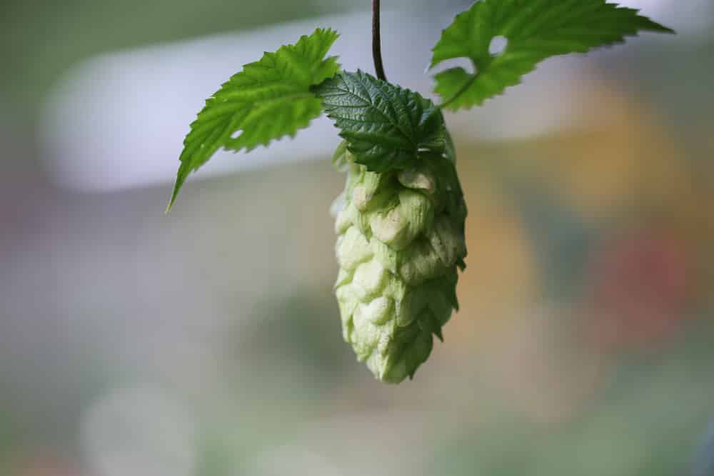 Hopfen - Humulus