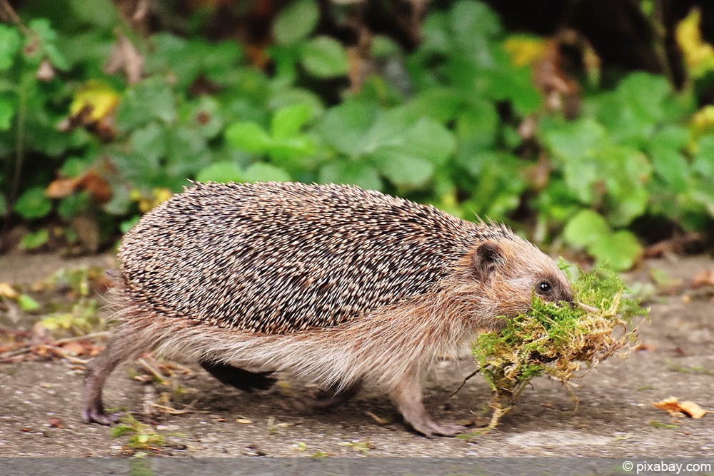 Igel Nestbau