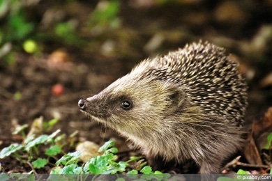 Igel fördern zur Schneckenbekämpfung