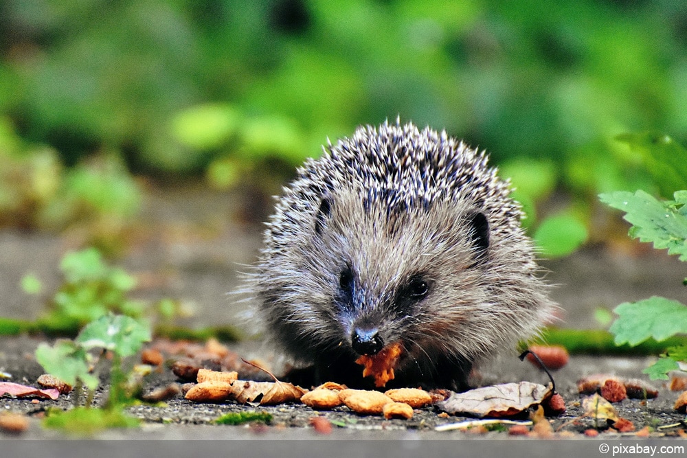 Igel beim essen