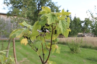 Johannisbeere gelbe Blätter