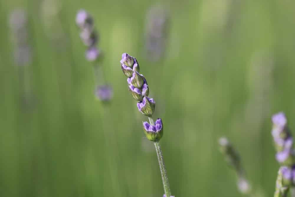 Lavendel Blüte